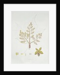 Sterculia Urens by School English