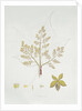 Sterculia Urens by School English