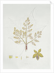Sterculia Urens by School English