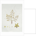 Sterculia Urens by School English
