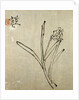 Narcissus by Ta Chu