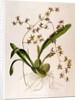 Odontoglossum Hastatum by School English