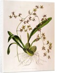 Odontoglossum Hastatum by School English