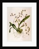 Odontoglossum Hastatum by School English