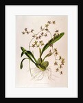 Odontoglossum Hastatum by School English