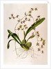 Odontoglossum Hastatum by School English