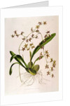 Odontoglossum Hastatum by School English