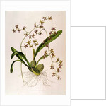 Odontoglossum Hastatum by School English