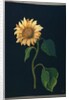 Sunflower by Mary Granville Delany