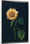 Sunflower by Mary Granville Delany
