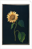 Sunflower by Mary Granville Delany