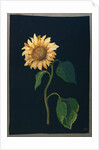 Sunflower by Mary Granville Delany