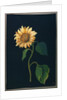 Sunflower by Mary Granville Delany