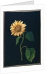 Sunflower by Mary Granville Delany