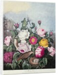 Roses by Robert John (after) Thornton