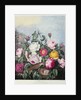 Roses by Robert John (after) Thornton