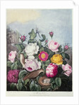 Roses by Robert John (after) Thornton