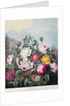 Roses by Robert John (after) Thornton