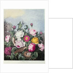 Roses by Robert John (after) Thornton