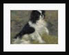 Tama, the Japanese Dog, c.1876 by Pierre Auguste Renoir