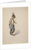 Br'er Rabbit, 1881-1928 by Arthur Burdett Frost