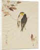 Birds on a Branchm, 1871-1917 by Watanabe Seitei