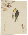 Birds on a Branchm, 1871-1917 by Watanabe Seitei