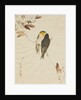 Birds on a Branchm, 1871-1917 by Watanabe Seitei