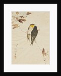 Birds on a Branchm, 1871-1917 by Watanabe Seitei