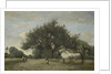 Apple Trees in a Field, c.1865-70 by Jean Baptiste Camille Corot