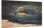 Fish and Butterflies, 1900 by Winslow Homer