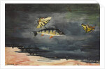 Fish and Butterflies, 1900 by Winslow Homer