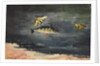Fish and Butterflies, 1900 by Winslow Homer