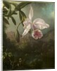 Orchid Blossoms, 1873 by Martin Johnson Heade