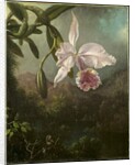 Orchid Blossoms, 1873 by Martin Johnson Heade