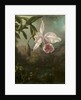 Orchid Blossoms, 1873 by Martin Johnson Heade