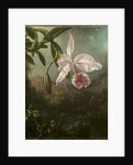 Orchid Blossoms, 1873 by Martin Johnson Heade