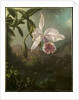 Orchid Blossoms, 1873 by Martin Johnson Heade
