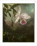 Orchid Blossoms, 1873 by Martin Johnson Heade