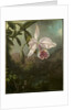 Orchid Blossoms, 1873 by Martin Johnson Heade