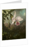 Orchid Blossoms, 1873 by Martin Johnson Heade