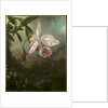 Orchid Blossoms, 1873 by Martin Johnson Heade