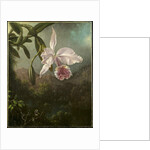 Orchid Blossoms, 1873 by Martin Johnson Heade