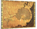 Peacocks, Edo Period by Ogata Korin