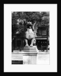 Chimaera from the St. Michel fountain, Paris, c.1860 by Adolphe Giraudon