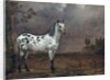 The Piebald Horse, 1653 by Paulus Potter