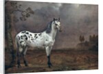 The Piebald Horse, 1653 by Paulus Potter