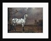 The Piebald Horse, 1653 by Paulus Potter