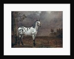 The Piebald Horse, 1653 by Paulus Potter