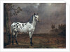 The Piebald Horse, 1653 by Paulus Potter